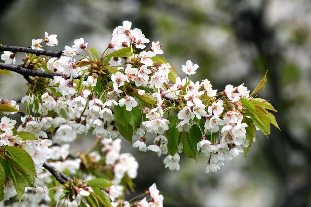 Malo dvorište može da bude pravi mali voćnjak: 9 voćki koje uspevaju i u skučenom prostoru