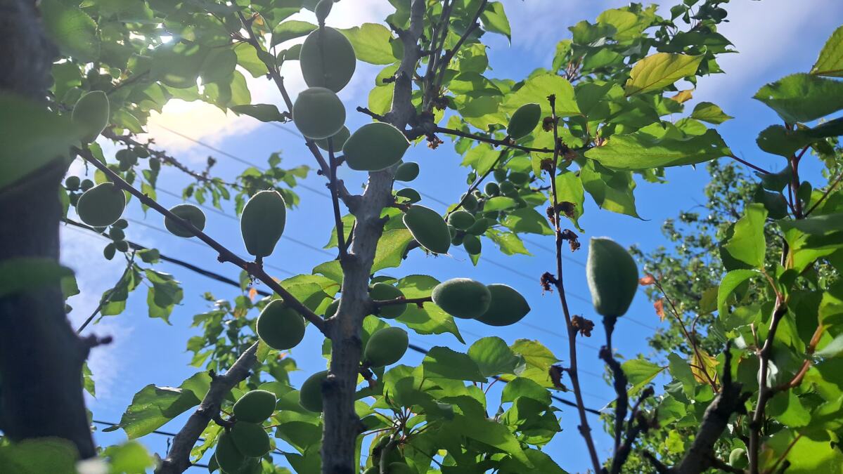 Kajsija u vranjskom dvorištu ponovo dala bogat rod posle dve godine bez ploda: Gledamo i ne verujemo svojim očima – konačno je rodila!