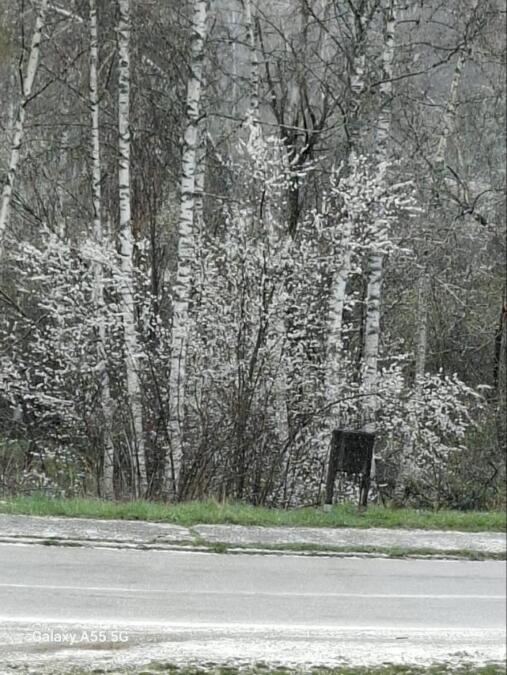 ZABELELA SE I VLASINA, OD JUTROS PADA SNEG! Bilo minus 2, sad je 1 stepen, a sutra je maj! Jedne godine pao i u junu (FOTO/VIDEO)