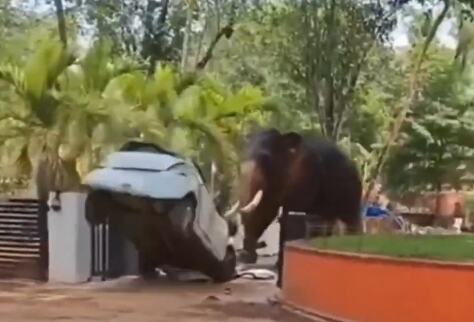 PODIVLJALI SLONOVI POBILI LJUDE: Stravični snimci se šire mrežama, životinja besni i PREVRĆE AUTOMOBIL kao igračku, jedan čovek ŽIV PREGAŽEN (VIDEO)