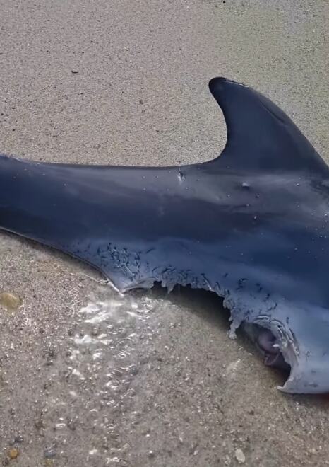 HOROR NA PLAŽI U OMILJENOM LETOVALIŠTU SRBA! Unakaženi leš sa ogromnim tragovima čeljusti ZGRANUO kupače u Grčkoj: Nešto krvoločno vreba iz dubina Egeja? (FOTO)