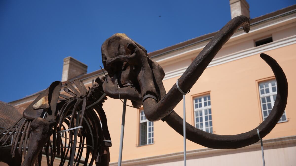 MAMUT KIKA OTKRIVA TAJNE PRAISTORIJE! Jedan od najkompletnijih skeleta na svetu čuva se baš u Srbiji i privlači hiljade posetilaca svake godine (FOTO)