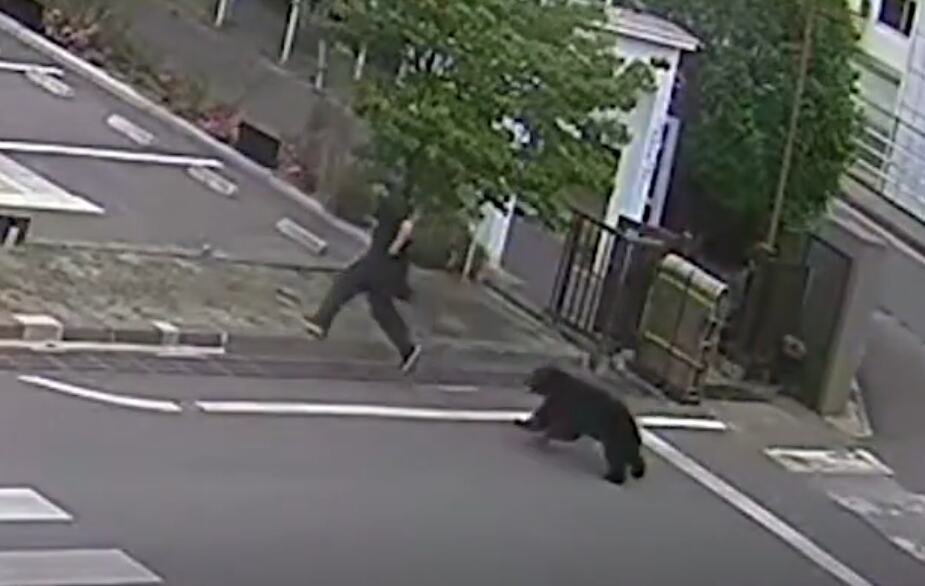 HOROR U JAPANU! Medved povredio četvoro ljudi u stambenom području! Zver skakal ljudima na leđa! (VIDEO)