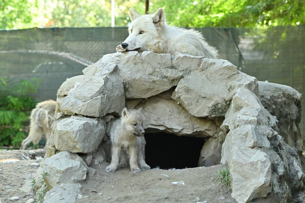 LEPE VESTI IZ SKOPLJA! Zoološki vrt dobio prinove - dva mala bela vuka! Objavljene fotografije (FOTO)