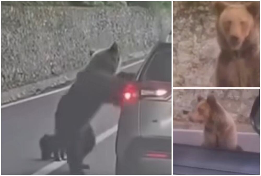 HOROR! MEDVED SKOČIO ČOVEKU NA AUTO, A ONDA USLEDILA STRAVIČNA SCENA Snimljen jeziv incident - OČI U OČI SA ZVERI: "Pokušao je da me izvuče" (VIDEO)