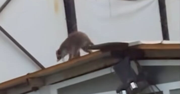 ŠOK-VIDEO IZ OBRENOVCA: Rakun se šetka pored Kolubare?! (VID
