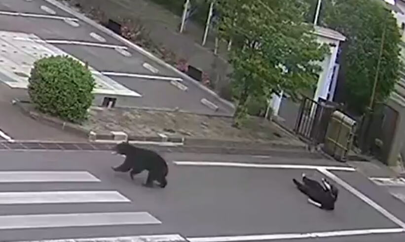 UHVAĆENA ZVER KOJA JE PARALISALA JAPAN! Životinja koja je za