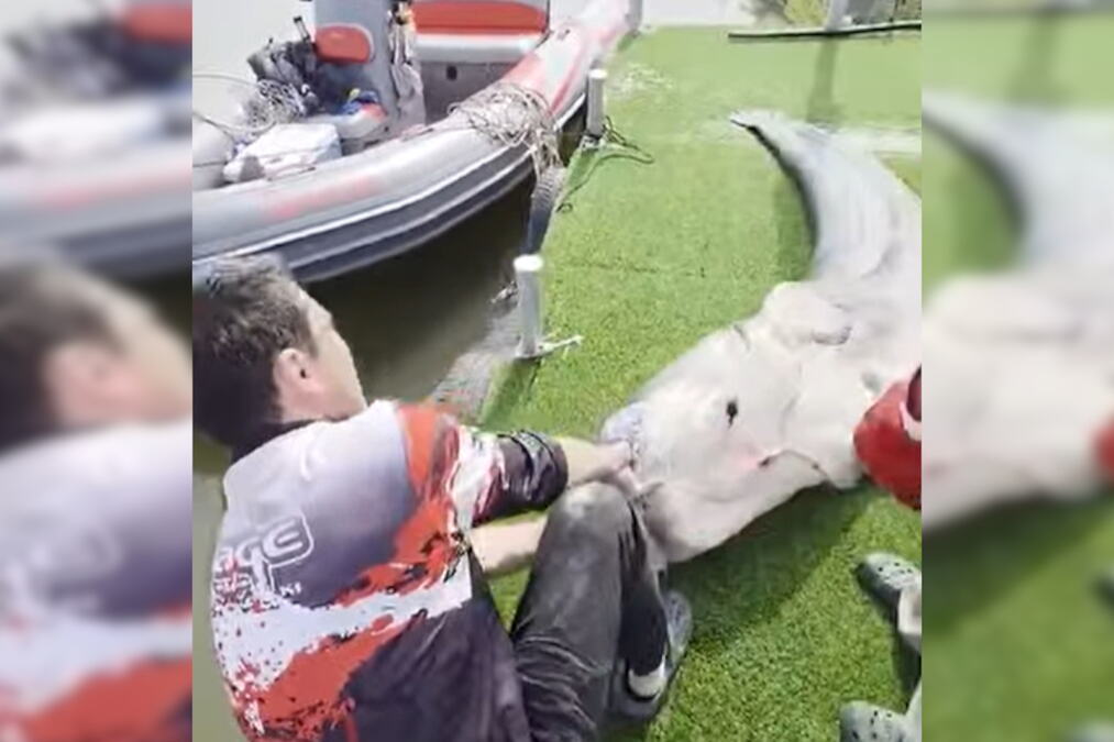 IZ DUNAVA IZVUKLI SOMA OD GOTOVO TRI METRA! Neverovatan ribolovački poduhvat, njih trojica ga izvlačili na obalu: Pogledajte scenu kakva dugo NIJE VIĐENA