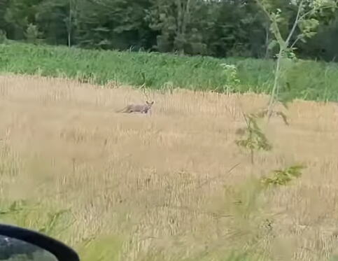 MISTERIOZNI STVOR SNIMLJEN U MAČVI, LJUDI U ŠOKU GLEDAJU Svima se diže KOSA NA GLAVI, pitaju se šta je: Postoje 2 teorije, NE ZNA SE KOJA JE JEZIVIJA (VIDEO)