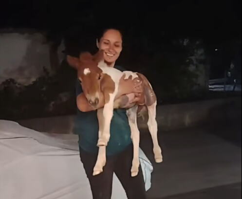 OVO JE PONI, ZVANI MILE! Živi na 4. spratu bez lifta i Anđelka ga svaki dan nosi gore-dole u naručju! Kaska po parkingu pa se izvrne na kauč da odmori (VIDEO)