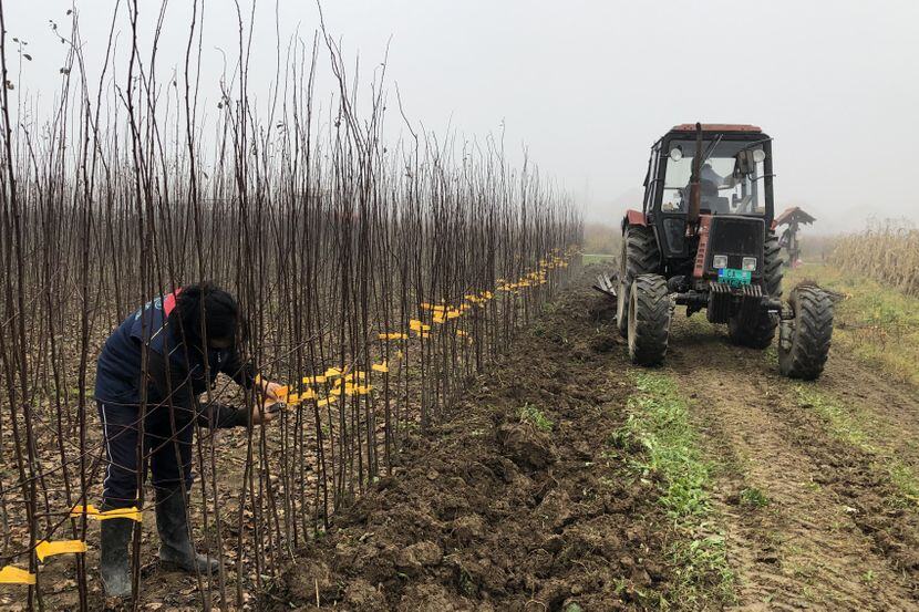 OD SRPSKIH VOĆNJAKA DO DRUGOG KRAJA SVETA! Čačanski institut stvorio 45 sorti voća cenjenih širom planete, čuvena šljiva "LEPOTICA" kao kruna svega (FOTO)