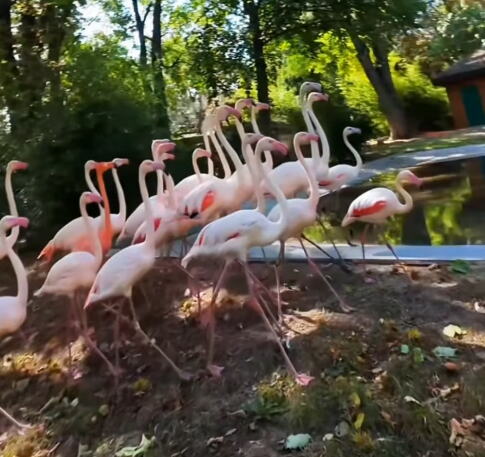 90 GODINA ISTORIJE, LJUBAVI PREMA ŽIVOTINJAMA I NAJLEPŠIH USPOMENA IZ DETINJSTVA: Beogradski zoološki vrt na Petrovdan slavi 90. rođendan! (VIDEO)