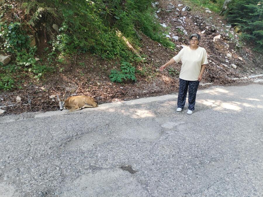 Tužan prizor na Tari: Posetioci na ivici suza - "Ljudi su zastajali i sa tugom posmatrali, nadamo se da će neko da reaguje" (FOTO)
