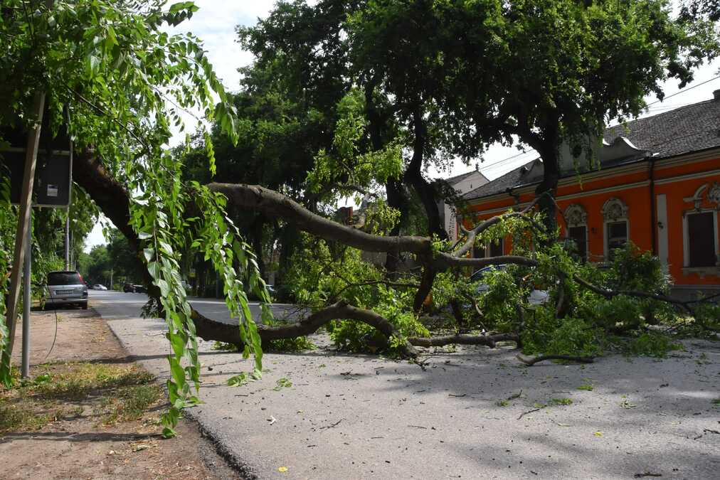 OGROMNA GRANA SRUŠILA SE NASRED ULICE: Za dlaku izbegnuta tragedija u Kikindi, meštani u šoku: "Ne smem ni da pomislim šta je moglo da se dogodi" (FOTO)