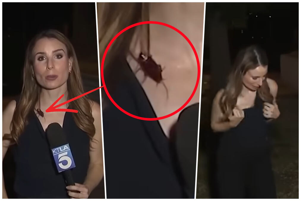 OGROMNA BUBAŠVABA GMIŽE PO VRATU VODITELJKE, ONA NE REAGUJE! Gadan snimak iz LA, pogledajte kada Rejčel kreće da se trese: Pokušala da mi ukrade slavu (VIDEO)