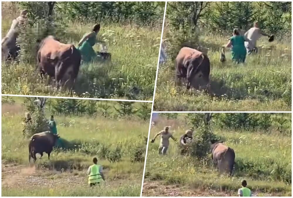 BIK POBEGAO IZ RINGA I KRENUO NA PUBLIKU! Korida na Igmanu se otela kontroli, narod bežao u panici, pogledajte dramatičan snimak (VIDEO)