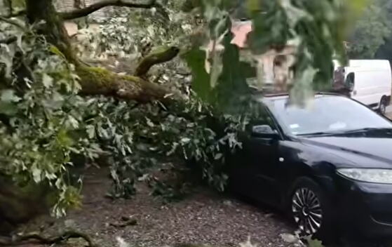 NEVREME NAPRAVILO HAOS U OVOM GRADU U SRBIJI: Olujni vetar oborio veliki hrast, drvo palo na automobil!(VIDEO)