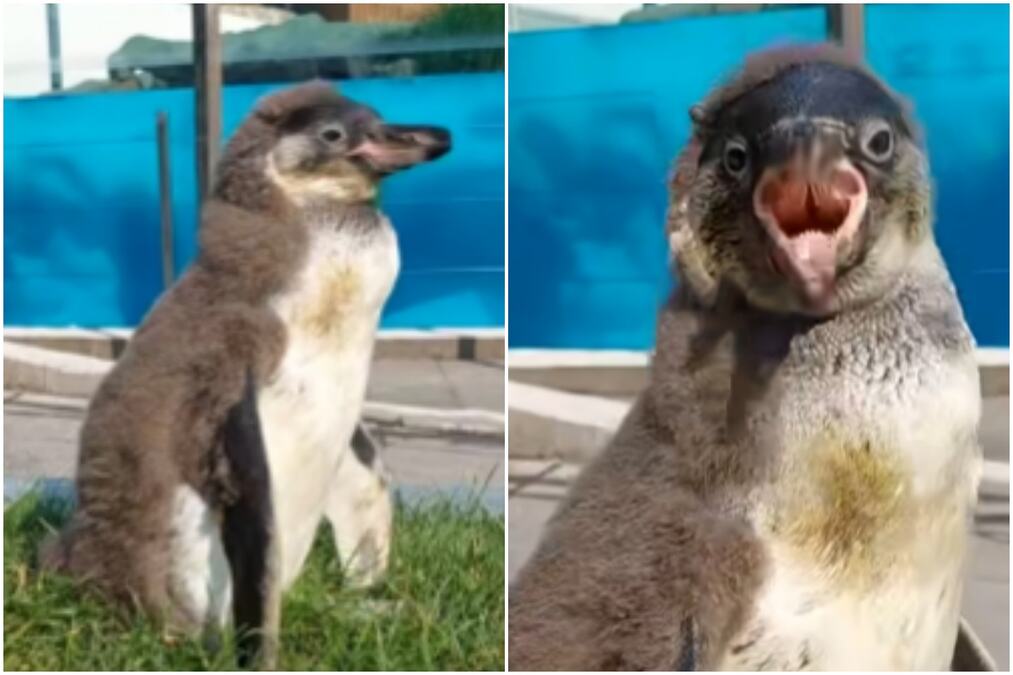 UPOZNAJTE NAJMLAĐEG STANOVNIKA BEO ZOO-VRTA! Stigao još jedan preslatki mladunac (VIDEO)