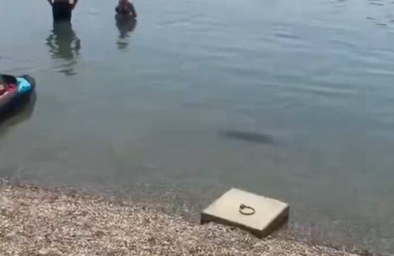 NOVI ŠOK NA ADI CIGANLIJI! LJUDI U ČUDU GLEDAJU STVORENJE U VODI: Pliva uz obalu, ne obazire se na plivače, svi pohitali da ga SNIME! O čemu je reč? (VIDEO)