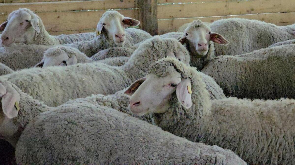 STRAH OD ZABORAVLJENE POŠASTI U okolini Raške pojačana veterinarska kontrola posle pojave boginja ovaca i koza