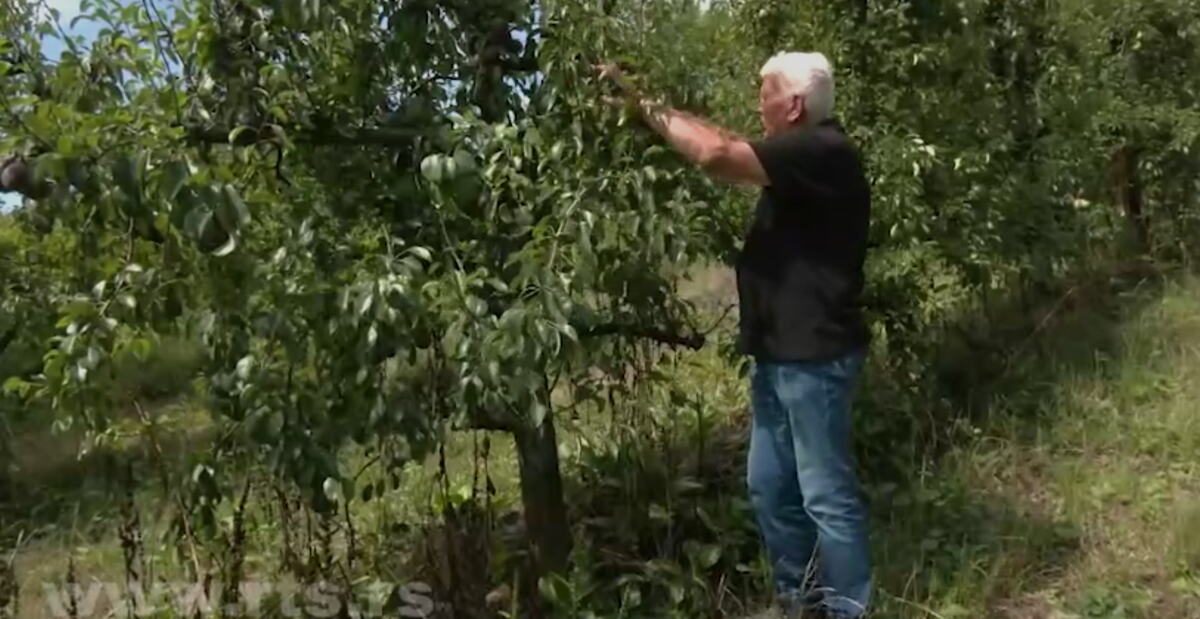 "ŽIVIM SA OVIM BILJKAMA KAO SA DECOM, OVO NIJE URADIO POLJOPRIVREDNIK!" Deda Božidaru (85) uoči berbe ISEKLI 228 STABALA KRUŠKE: Šteta je preko 5 MILIONA DINARA