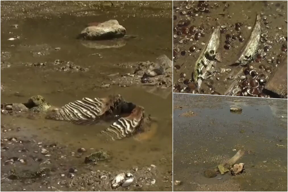 DUNAV OTKRIO TAJNU STARU HILJADAMA GODINA! Zbog rekordno niskog vodostaja izronile kosti mamuta, prizor šokirao meštane (FOTO/VIDEO)