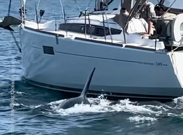 KITOVI UBICE PONOVO POTOPILI BROD KOD ŠPANIJE! Uče jedni druge i tačno znaju šta rade, OVO im je taktika! Pogledajte snimke napada (FOTO/VIDEO)