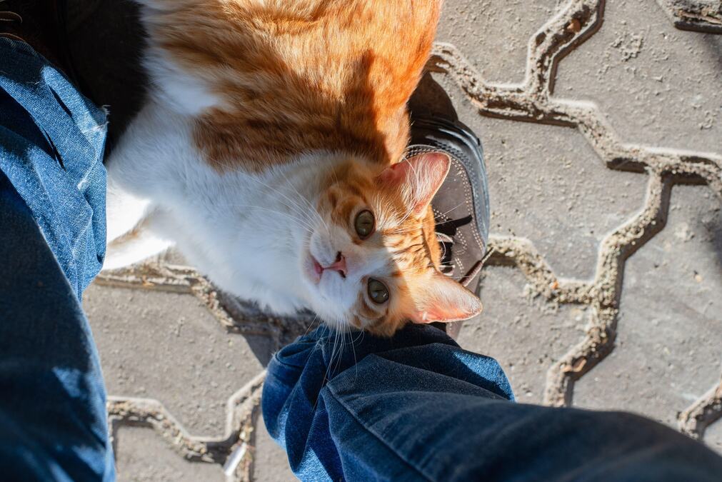 Veterinari otkrili kako da zaštitite mačke od velikih vrućina: Mnogi ih puštaju mačke napolje, a ne znaju kakav rizik preuzimaju