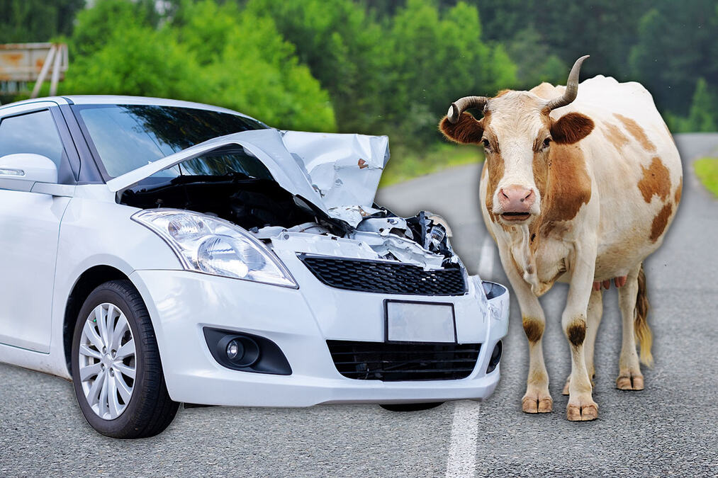 VOZAČ SE ZAKUCAO U KRAVU! Teška saobraćajka kod Cetinja, životinja na mestu mrtva, auto uništen, otkriveno u kakvom je stanju čovek
