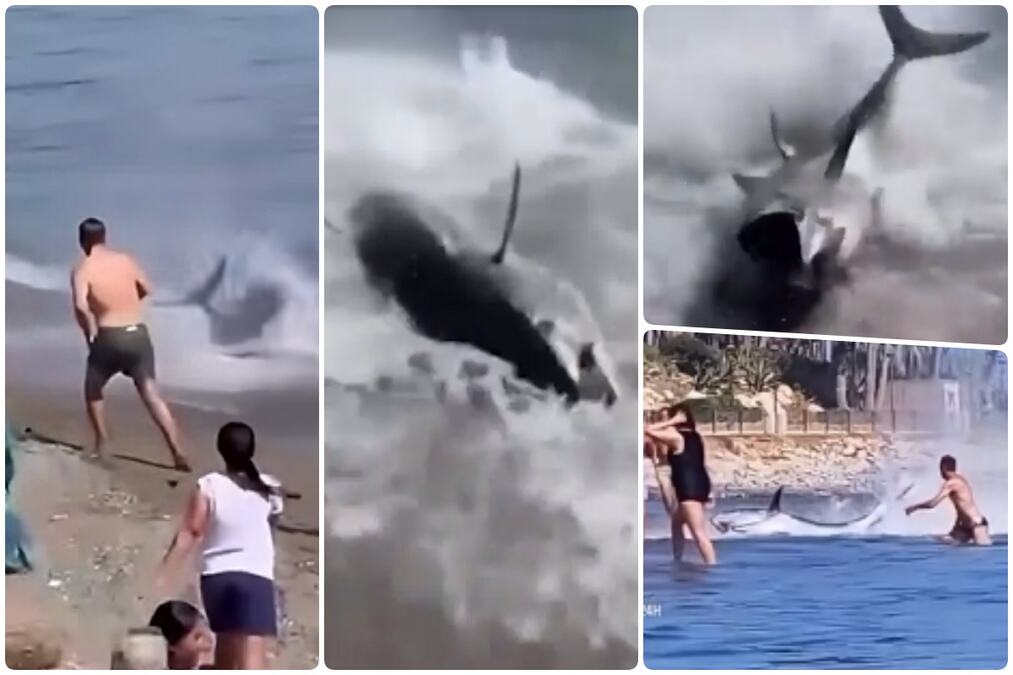 MISLIO DA GA JURI AJKULA, PA PLIVAO ZA GOLI ŽIVOT! Jeziva potera na plaži prepunoj turista - sledio OBRT koji niko nije očekivao!