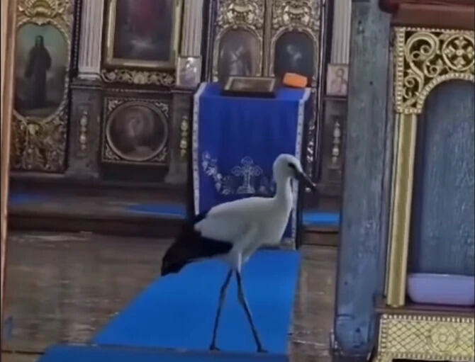 Roda ušla u hram, a onda se desilo nešto baš neobično! Pogledajte prizor iz Idvora koji je vernike ostavio bez reči - ima jaku simboliku