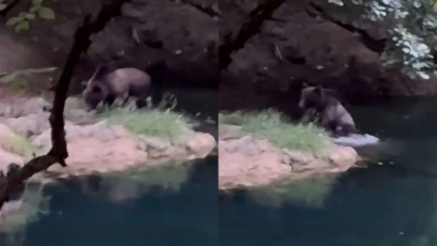 ZVER SE STVORILA NIOTKUDA I KRENULA KA NJEMU, SVE SE DESILO U SEKUNDI Jeziva scena u kanjonu snimljena kamerom! (VIDEO)