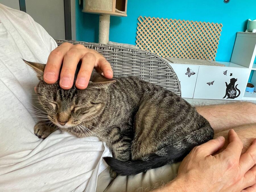 8 znakova koji pokazuju da mačka pokušava da vas uteši: Veterinari otkrili kako ovaj kućni ljubimac pokazuje ljubav i privrženost