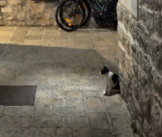 OVO MOŽE SAMO U BUDVI! Mačka na neobičan način "mami" prolaznike u lokal, fotka sa stola NASMEJALA MILIONE: "Dajte joj bakšiš!" (VIDEO)