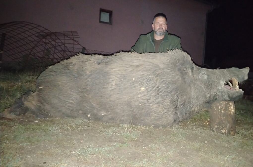 Lovac iz Jagodine odstrelio vepra od 290 kilograma