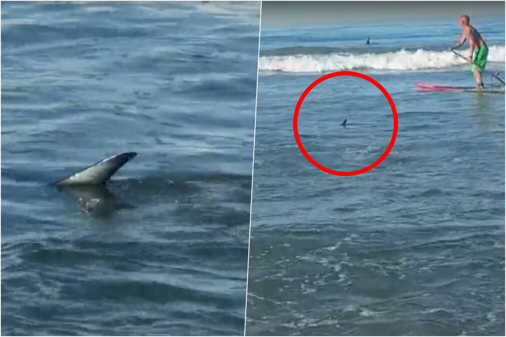 ŠOKANTAN PRIZOR NA POPULARNOJ PLAŽI! Surferi nisu bili svesni da im je tik uz noge - pogledajte šta je snimljeno u plićaku (VIDEO)