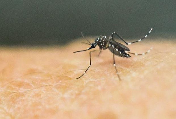 ALARM U KOMŠILUKU! Registrovan PRVI slučaj ZIKA VIRUSA tik do Srbije - evo odakle je stigla zaraza, koji su simptomi i kako se prenosi