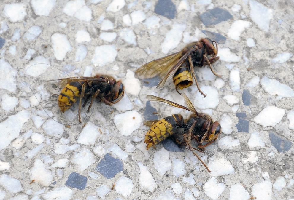 Genijalna zamka za stršljenove: Sipajte 3 jeftina sastojka u flašu i mirni ste