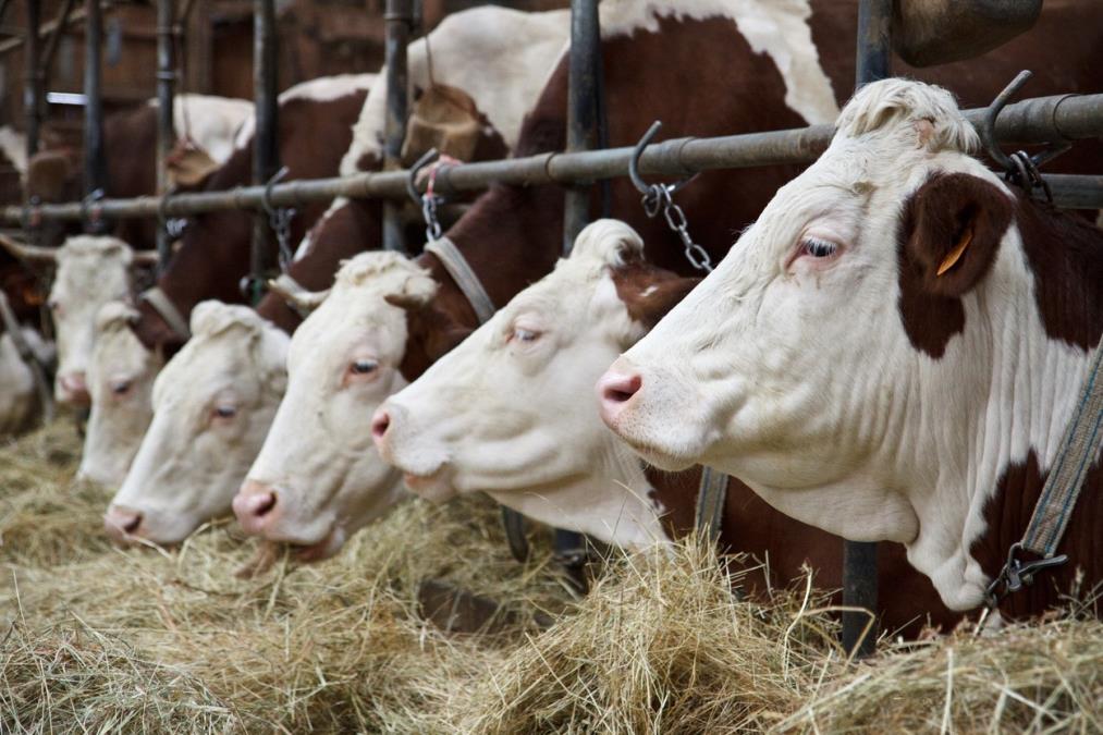 Srbija na listi zemalja koje ispunjavaju nove EU zahteve: Stroža pravila o upotrebi veterinarskih lekova