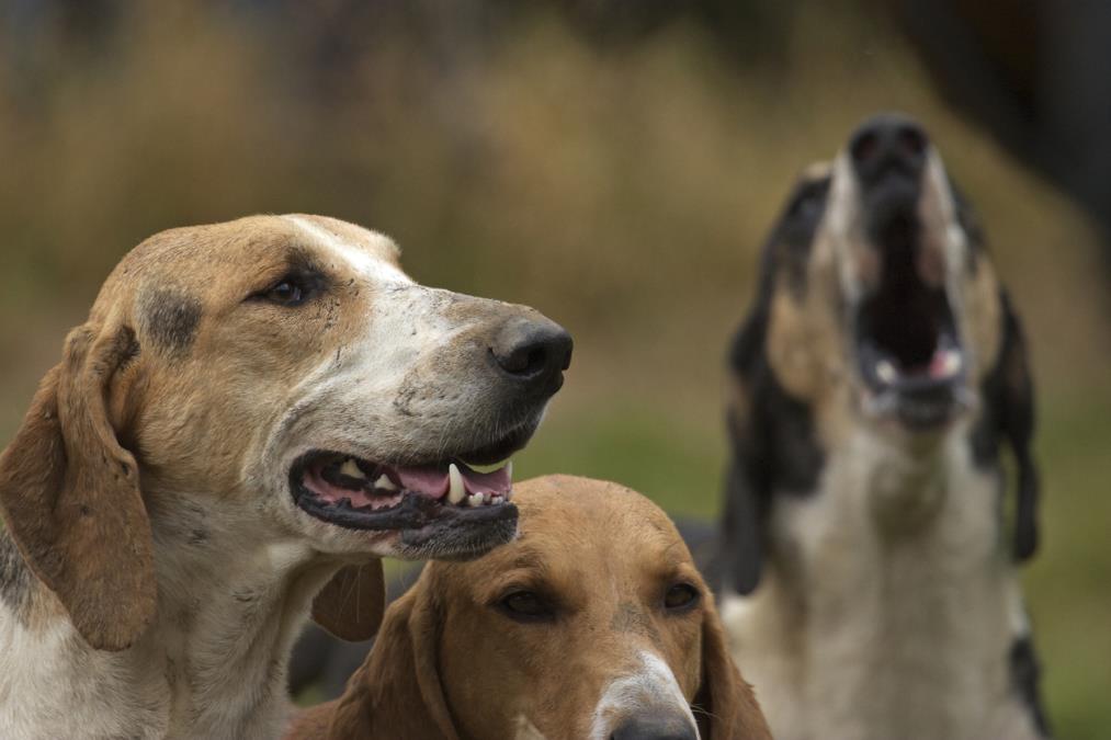 Pokolj kod Bijelog Polja: Psi lutalice provalili u tor i napali stoku, domaćin očajan: Ne znam više šta da radim! (VIDEO)