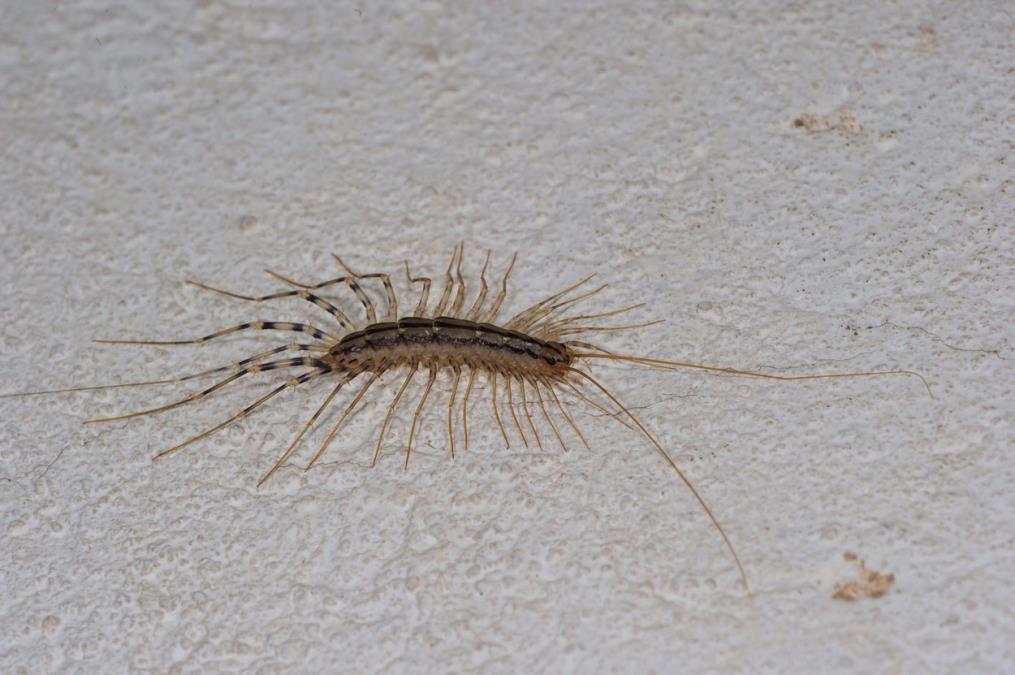 Evo zašto se stonoge pojavljuju u kući: Ovo ih najviše privlači, a zna se i kako možete zauvek da ih se rešite