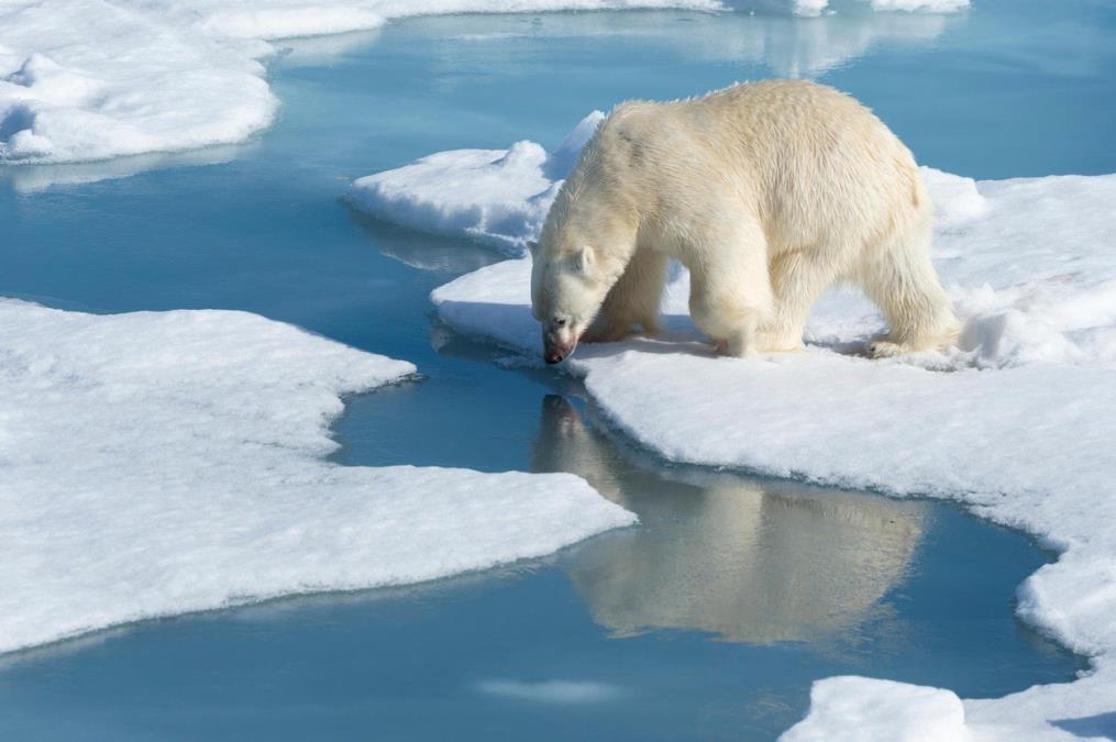 ARKTIK OSTAJE BEZ LEDA! Naučnici poslali DRAMATIČNO upozorenje, ove godine nestala površina veća od ČETIRI Nemačke! (FOTO/VIDEO)