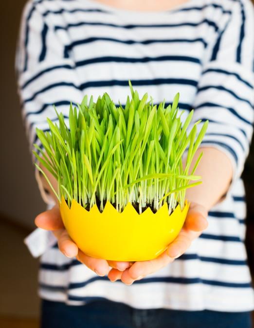 Kako da vam božićna pšenica bude savršena? Pomoću ovih jednostavnih caka, više je nikad neće kupiti u prodavnici