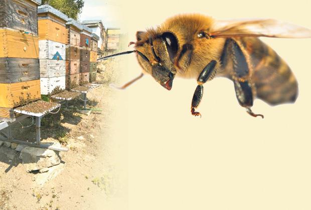 Zgroženi korisnici drušvenih mreža: Pčela sletela čoveku na nogu i ispustila neobičnu "žutu tečnost": Polizao sam je, ali ukus je bio čudan... (VIDEO)