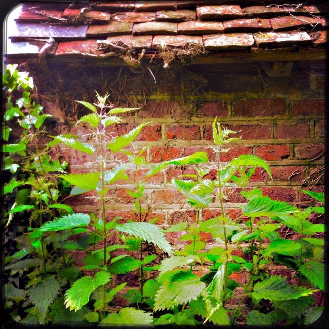 Do Đurđevdana obavezno unesite ovu biljku u kuću: Stari običaj kaže - tera baksuz i 