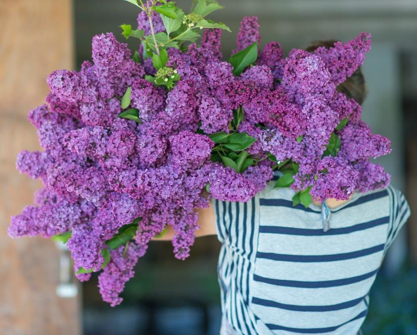 Imate još par dana da ovo cveće unesete u kuću, obavezno to uradite pre Vaskrsa da biste u dom uneli blagostanje