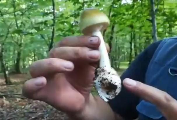 zelena-pupavka.jpg?ts=2018-07-17T16:49:08