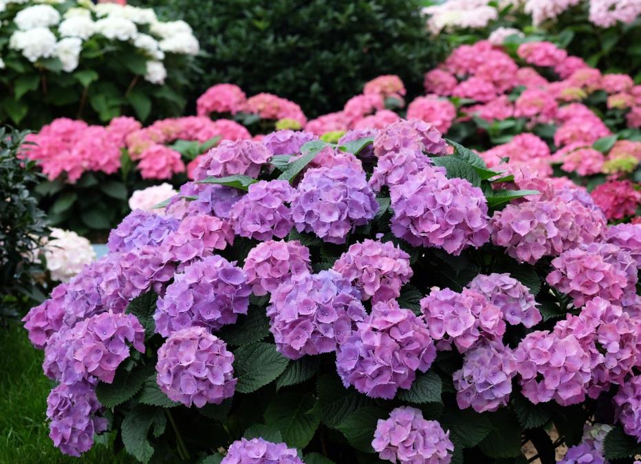 Hortenzije će imati raskošne cvetove: Posadite pored ovu biljku i oteraće sve štetočine!