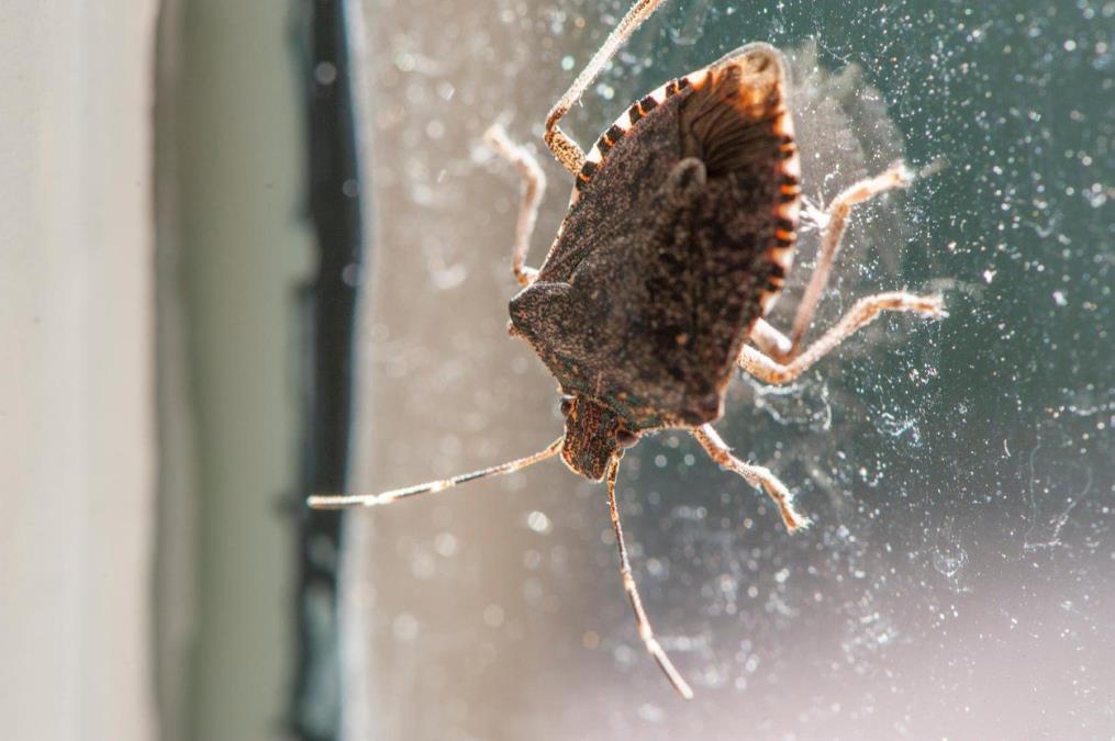 Smrdibube beže od ovih mirisa: Prirodno rešenje za spas od dosadnih insekata! 