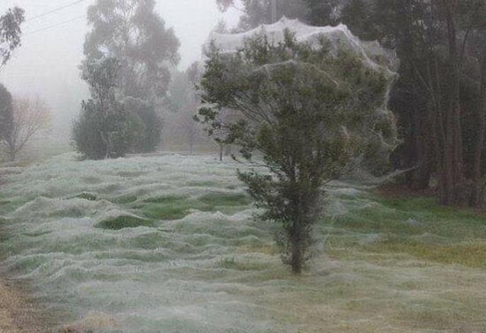 pauk.jpg?ts=2025-07-09T16:33:14